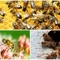 Evropa gubi svoje najvrednije oprašivače! Broj ugroženih pčela se udvostručio, nestaju dvostruko brže nego pre deceniju…