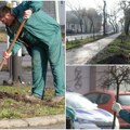 (Foto) sto novih sadnica za gradsko jezgro u Somboru Najzeleniji grad dobija nova stabla, evo gde će niknuti