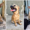 Maja traži svoju porodicu i dom – Ne kupuj, udomi za ljubav