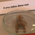 Veštačka inteligencija u službi ispitivanja bezbednosti i kvaliteta hrane