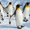 "Katastrofalni neuspeh u razmnožavanju": Carski pingvini na pragu nestanka, obistinile se crne prognoze stručnjaka