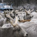 Spasavanje konja i goveda na Krčedinskoj adi: Prebačene dve grupe, nastavak sutra /foto/