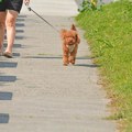 Pas uginuo nakon tretmana u salonu: Užas u Beogradu, pudla imala jezive povrede, vlasnica krivi ovog čoveka
