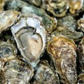 Neobičan broj smrtnih slučajeva u SAD od morske bakterije koja “jede meso”: Šta je Vibrio vulnificus