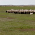 Zašto je pašnjak kod sela Padej deo zaštićenog područja