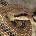 Zmije usred Sarajeva! Panika zavladala među građanima, veterinari smiruju situaciju (video)