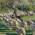 Grom ubio stado ovaca kod Zvornika! Komšije se organizuju da pomognu nesrećnom domaćinu, a možete i vi
