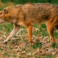 Шакал напао жену испред куће, мештани је једва спасили