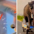 "Spakovao" slona na kamionet, pa pravac auto-put: Kladimo se da ovakvu scenu nikada niste videli