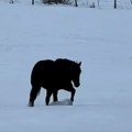 Snimak koji je zaludeo internet: Da li konj ide unapred ili unazad?