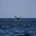(FOTO) Kod hrvatskog ostrva viđen kit