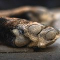 Krivična prijava protiv Nišlije zbog zlostavljanja devet pasa: Dva pitbula zatečena sa povredama