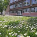Drveće u Inđiji – neprijatelj broj jedan