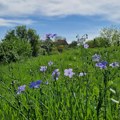 Nakon oblačnog jutra, pretežno sunčano i toplo, temperatura do 36 stepeni