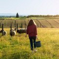 Važna vest za poljoprivrednike! Vlada Srbije usvojila nove mere zaštite koje mogu značajno promeniti život i rad u ruralnim…