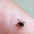 Sve češći boravak u prirodi donosi veći rizik od uboda krpelja – stručnjaci poručuju da budemo oprezni