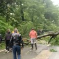 Oluja čupa drveće na Fruškoj gori, stablo palo na put, saobraćaj u kolapsu! Ljudi pokušavaju da ga pomere (video)