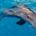 Predivan prizor: U Jadranu kod Visa i Lošinja primećeno nekoliko beba delfina