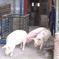 Da li Srbiji treba pomoć u borbi protiv Afričke kuge svinja?