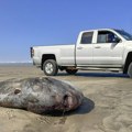 Retka riba od 2 metra isplivala na obalu Oregona, pa iznenadila stručnjake širom sveta (foto)