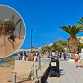 Turistkinja se bori za život u popularnom letovalištu: Ujed komarca izazvao infekciju, sada je u komi