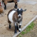 Bizarna drama u zagrebačkom ZOO-u: Mini koza ogrebala dete, roditelji pozvali policiju
