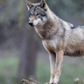 Pronađen mrtav dominantni vuk Anko iz okoline Rima