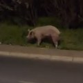 (Video) "Svinja mi je pobegla, lele!" Nesvakidašnji prizor snimljen u naselju Braće Jerković: Svi su stali i snimali nezvanog…