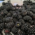 Preduzete mere nakon što je u Nemačkoj pronađen hepatitis A u bobičastom voću iz Srbije