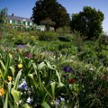 (Foto) Cvetni raj impresioniste na udaru klimatskih promena: Ekstremne vrućine uništavaju čuveni vrt Kloda Monea: "I užasno je…