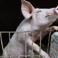 Životinje i bolesti: Afrička svinjska kuga na Balkanu, šta mogu biti posledice