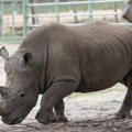 Urađena prva vantelesna oplodnja belog nosoroga