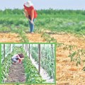 Pokrajina obezbedila bespovratna sredstva za mašine i opremu Organskoj poljoprivredi injekcija od 14 miliona dinara