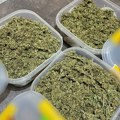 U stanu Nišlije policija pronašla 378 grama marihuane