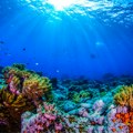 Otkriven koralni greben neoštećen globalnim zagrevanjem