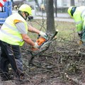 U toku zimsko orezivanje drveća, neophodno strpljenje učesnika u saobraćaju