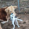 Obukli ga u kostim teleta, a onda se sreo sa kravicama drugaricama: Nećete prestati da se osmehujete zbog ovog šteneta