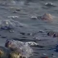 Horor prizor sa plaže na Balkanu Mrtve životinje su svuda, širi se neprijatan miris (foto)