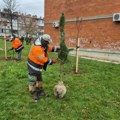 “Kragujevac u zelenoj boji – priroda u srcu grada” – Sadnja 110 četinarskih i lišćarskih sadnica u Centralnoj radionici i…