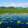 UNESCO proglasio Skadarsko jezero rezervatom biosfere: Istorijski trenutak za Crnu Goru