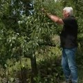 "Živim sa ovim biljkama kao sa decom, ovo nije uradio poljoprivrednik!" Deda Božidaru (85) uoči berbe isekli 228 stabala…