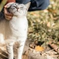 Kako mačke pokazuju da vas vole? Obratite pažnju na ove znakove