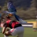 Kamera zabeležila ludu scenu - papagaj napao igrača usred meča! Fudbaler se bacio na zemlju da spase živu glavu, utakmica…