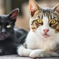 Sporothrix brasiliensis može da zarazi mačke i ljude i sve se više širi Veterinari i mikrobiolozi zabrinuti zbog smrtonosne…
