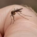 Dr Plavša: Pik groznice Zapadnog Nila je prošao, ali oprez i tokom septembra