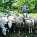 "Engleskinje" pune torove i novčanike: Goran Milojević iz Drenovca kod Paraćina ponosan na stado britanskih ovaca