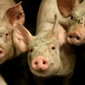 Zbog afričke kuge eutanazirano 17.888 svinja, Tanasković: Država će nadoknaditi svaku životinju