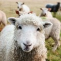Stado ovaca u Grčkoj pojelo skoro 100 kilograma kanabisa, pastir primetio neobično ponašanje