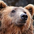 U saobraćajnoj nesreći u Tetovskom poginuo – medved