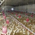 Savremena agrotehnologija u službi dobrobiti živine Petlići nisu na ceni